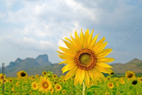 Prominently outstanding sunflower shot locating at right of the scene having cloudy sky as background.