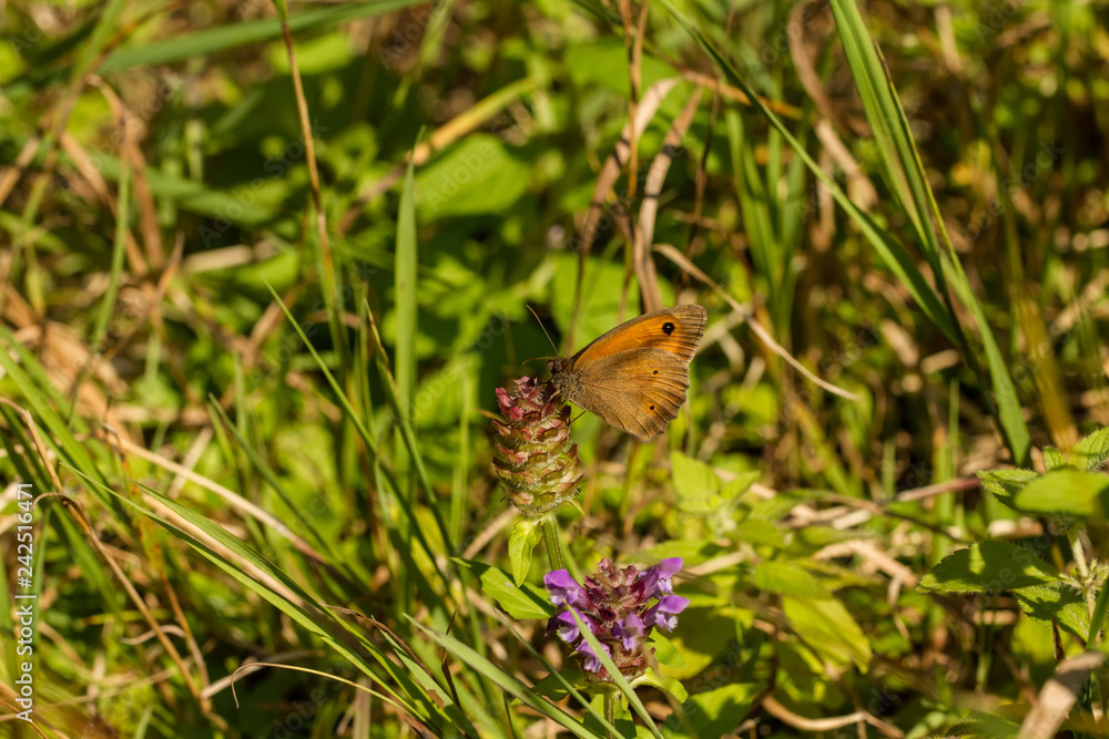Obraz premium Großes Ochsenauge
