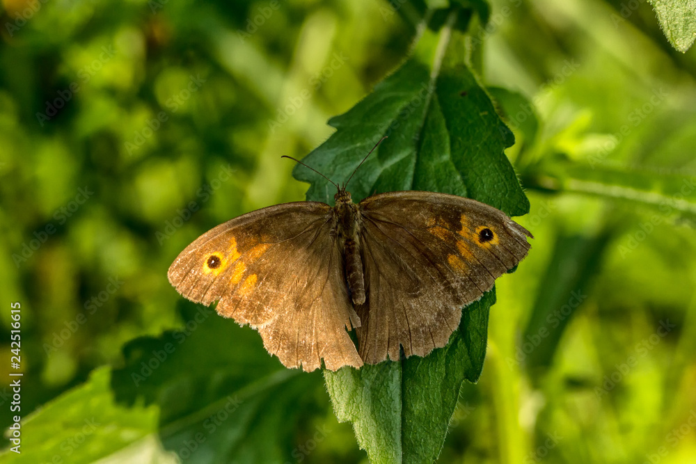 Fototapeta premium Großes Ochsenauge