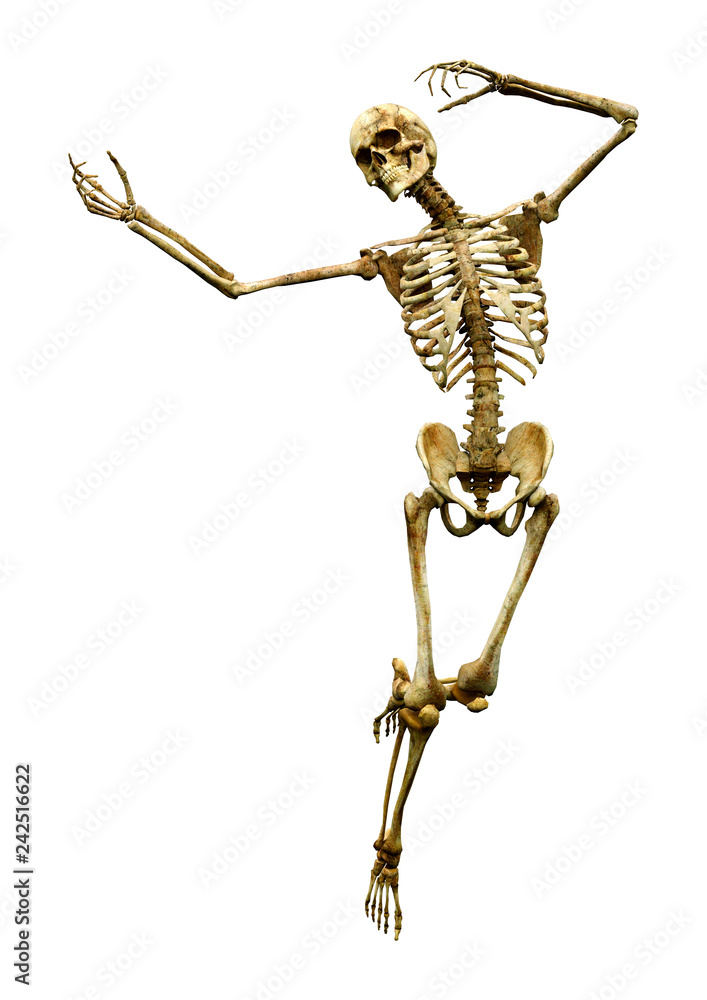 3D Rendering Human Skeleton on White 3D Rendering Human Skeleton on White