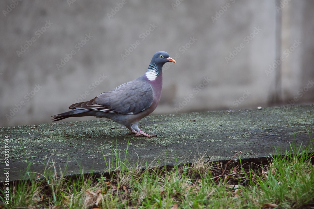 pigeon walking on a wall near the main road pigeon walking on a wall near the main road