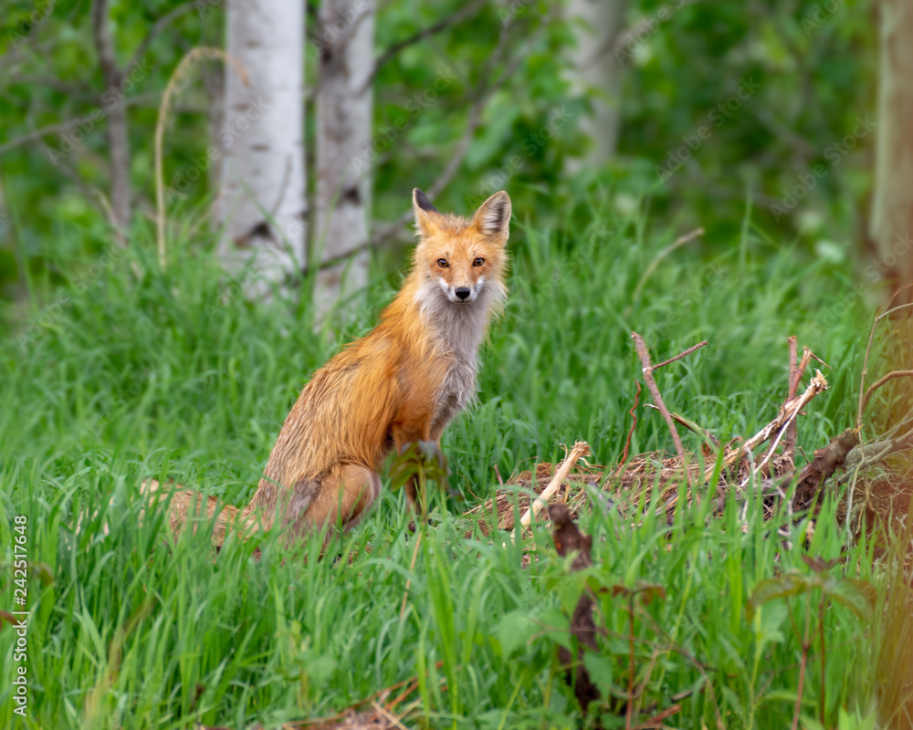 Naklejka premium Red Fox Vixen Sat in Grass