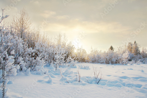 winter landscape in yellow and blue tones. Bushes and trees covered with frost, a lot of snow in the forest