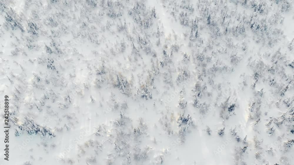 Epic winter background: snow forest in mountains, North Urals, Russia. Pine trees covered with snow aerial video. Epic winter background: snow forest in mountains, North Urals, Russia. Pine trees covered with snow aerial video.