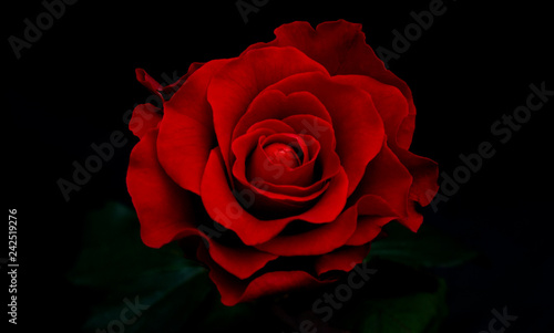 Fresh red rose on black background.