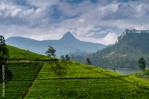 Panorama of tea plantation with Adams peak, Sri Lanka