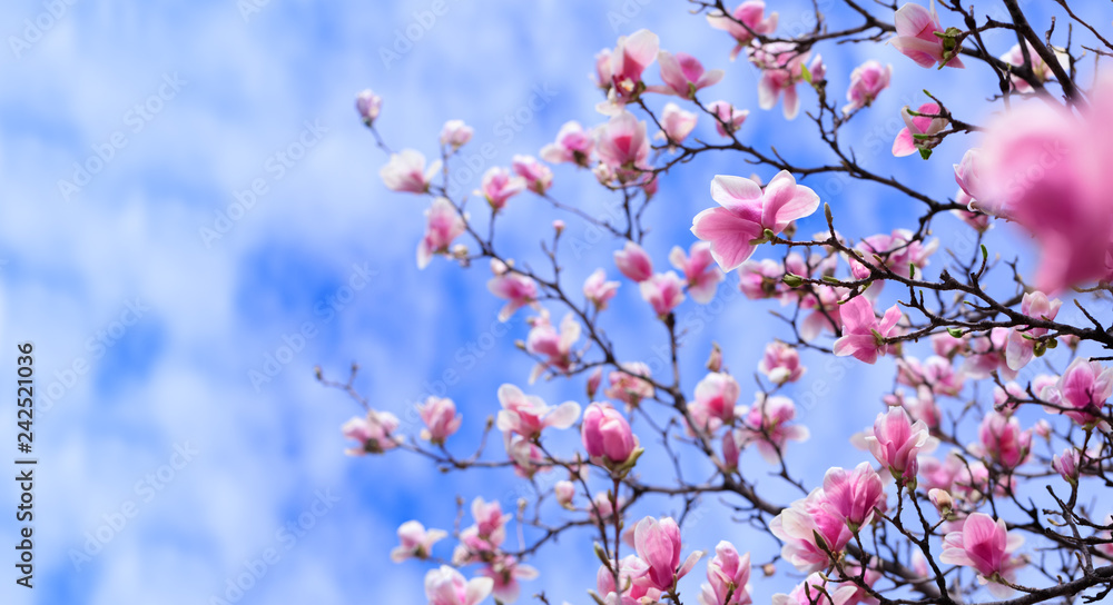 Amazing background with magnolia tree. Colorful purple flowers in the spring season. Beautiful pink magnolia petals on blue sky background. Branch of magnolias attractive flower.
