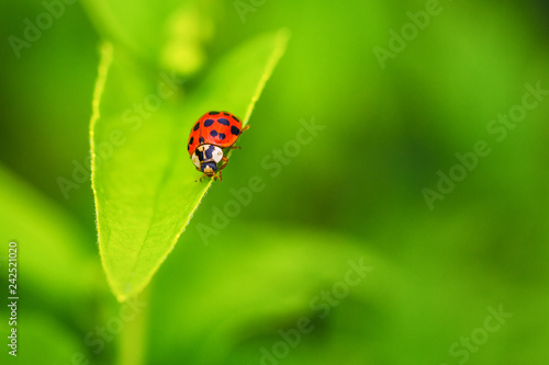 beautiful red ladybug crawling on a green leaf, beautiful natural background.