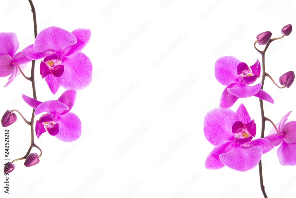 beautiful purple Phalaenopsis orchid flowers frame, isolated on white background beautiful purple Phalaenopsis orchid flowers frame, isolated on white background