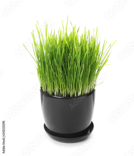 Wheat grass sprouts in pot on white background