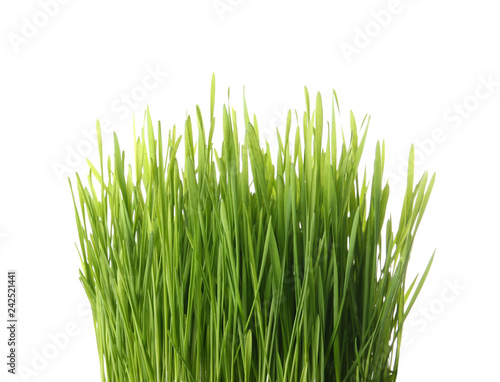 Wheat grass sprouts on white background