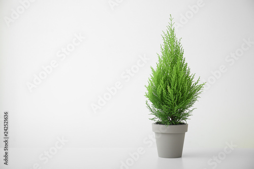 Cypress lemon tree in pot on white background