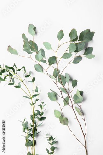 Branches of tropical plants on white background
