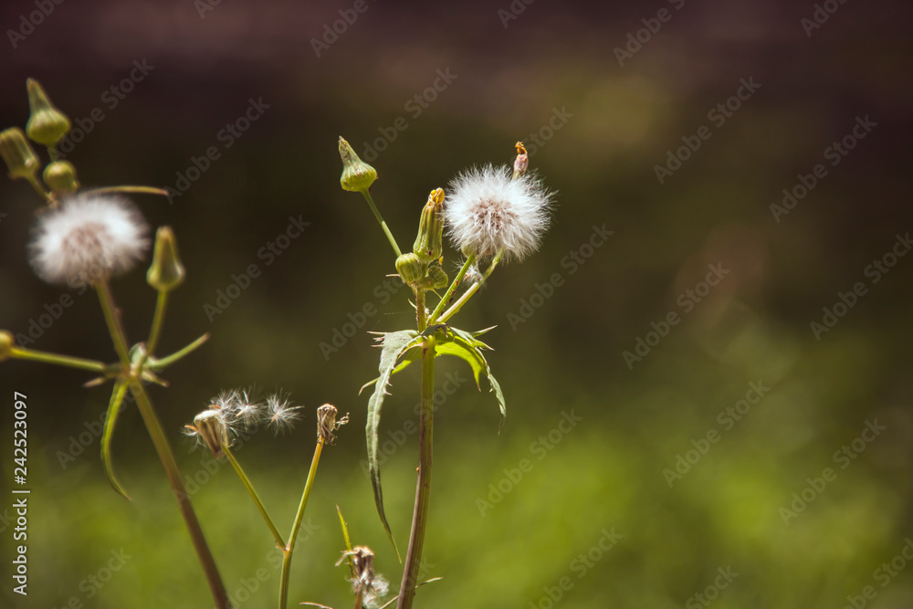 dandelion on green background dandelion on green background