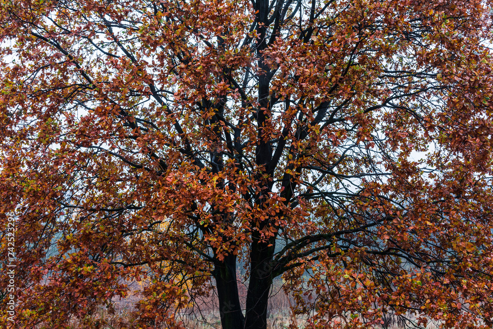 Autumnal forest Autumnal forest