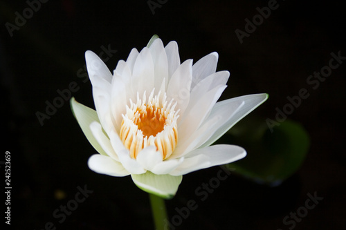 Opening water lily flower isolated on pond surface close up