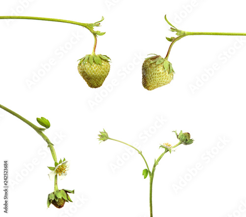 unripe green strawberry with foliage on isolated white background, set
