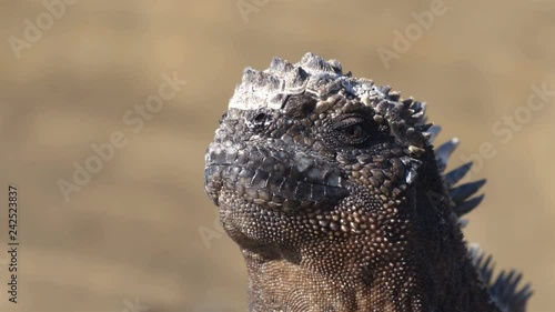 Galapagos Marine Iguana Sneezing excreting salt by nose - funny animals. Close up of Mariane iguana on Galapagos Islands, Ecuador. photo