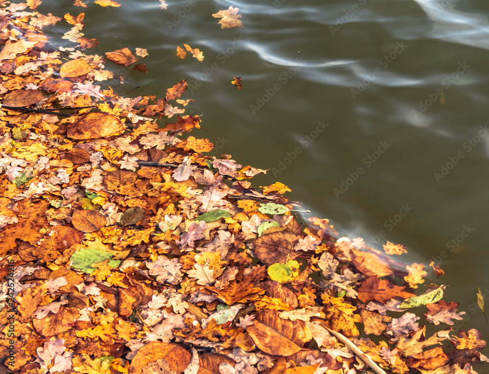 Autumn leaves Autumn leaves