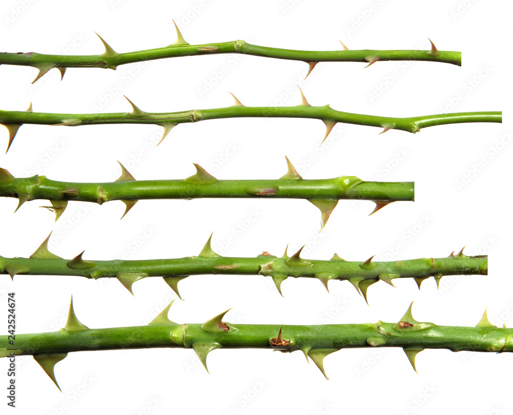 stem of rose bush with thorns on an isolated white background, set