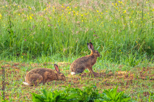 Rabbit