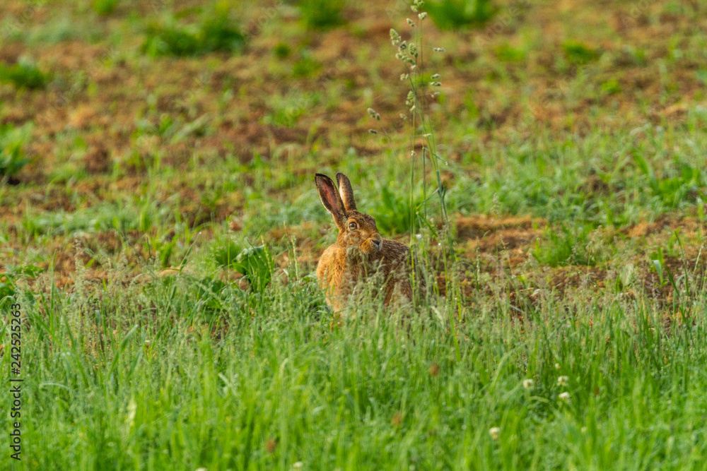 Rabbit Rabbit