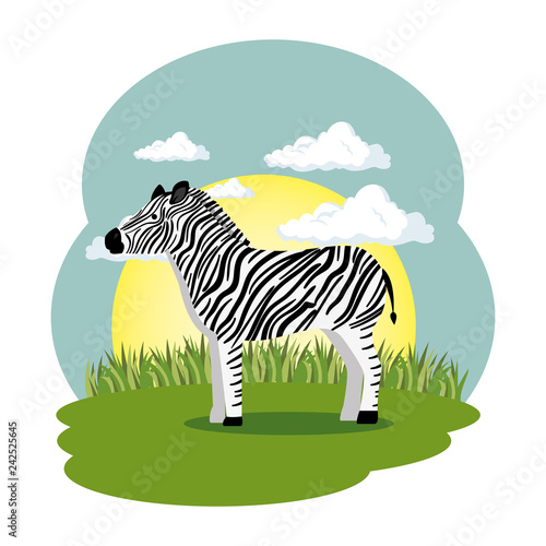 cute zebra in the field scene