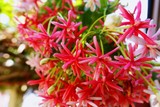 Close-up Rangoon creeper colorful flowers