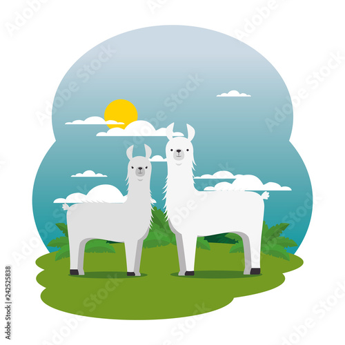 cute llamas couple in the field scene