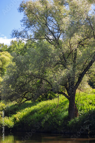 tree  landscape  nature  forest  green  sky  trees  grass  summer  park  field  blue  oak  leaves  countryside  view  season  sunny  leaf  wood  river  background  season  grass  lonely  water  enviro