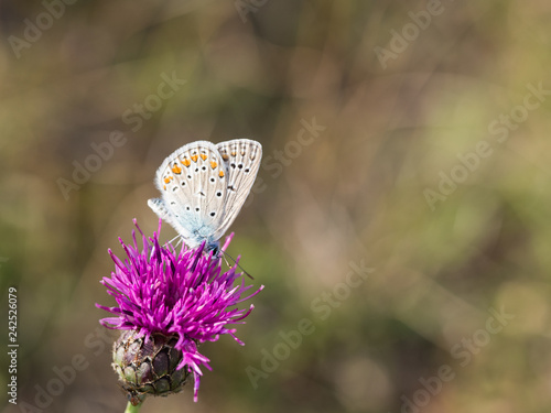 The common blue butterfly ( Polyommatus icarus )male sitting on a flower