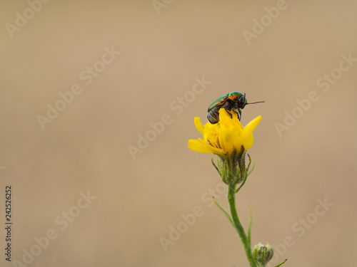 Colorful Cryptocephalus sericeus beetle sitting on a yellow blooming flower