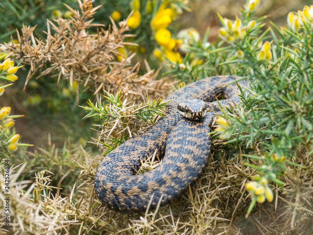 Obraz premium Adder Snake ( Vipera berus ) Laying on a Gorse Bush.
