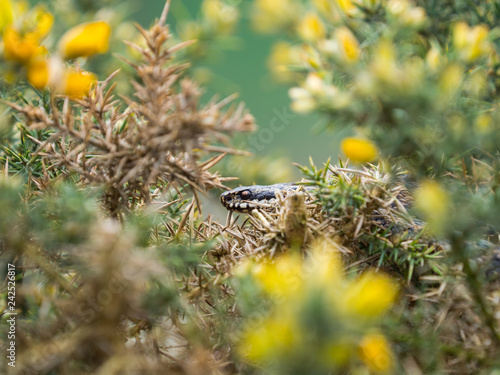 Adder Snake ( Vipera berus ) Laying on a Gorse Bush.