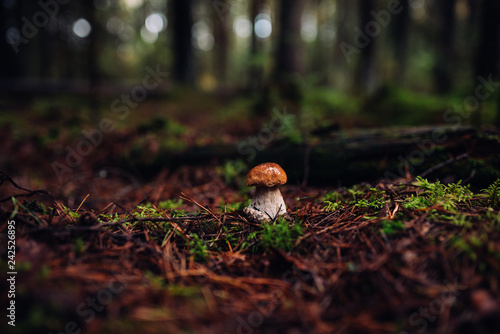 Mushroom on the moss. Autumn forest mushroom view.  