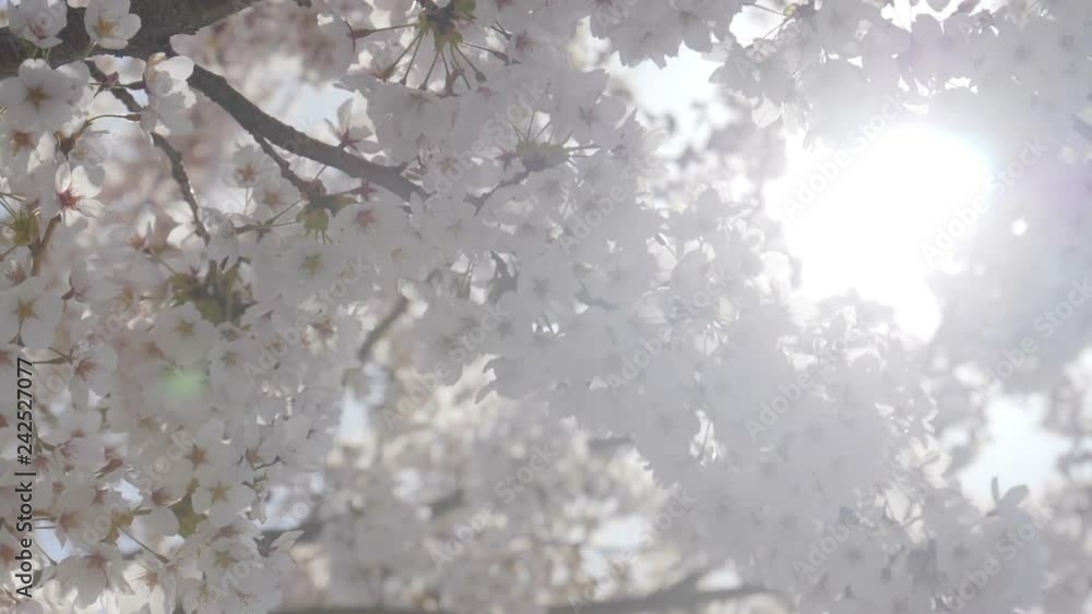 Somei yoshino sakura tree with sunlight in springtime. Somei yoshino sakura tree with sunlight in springtime.
