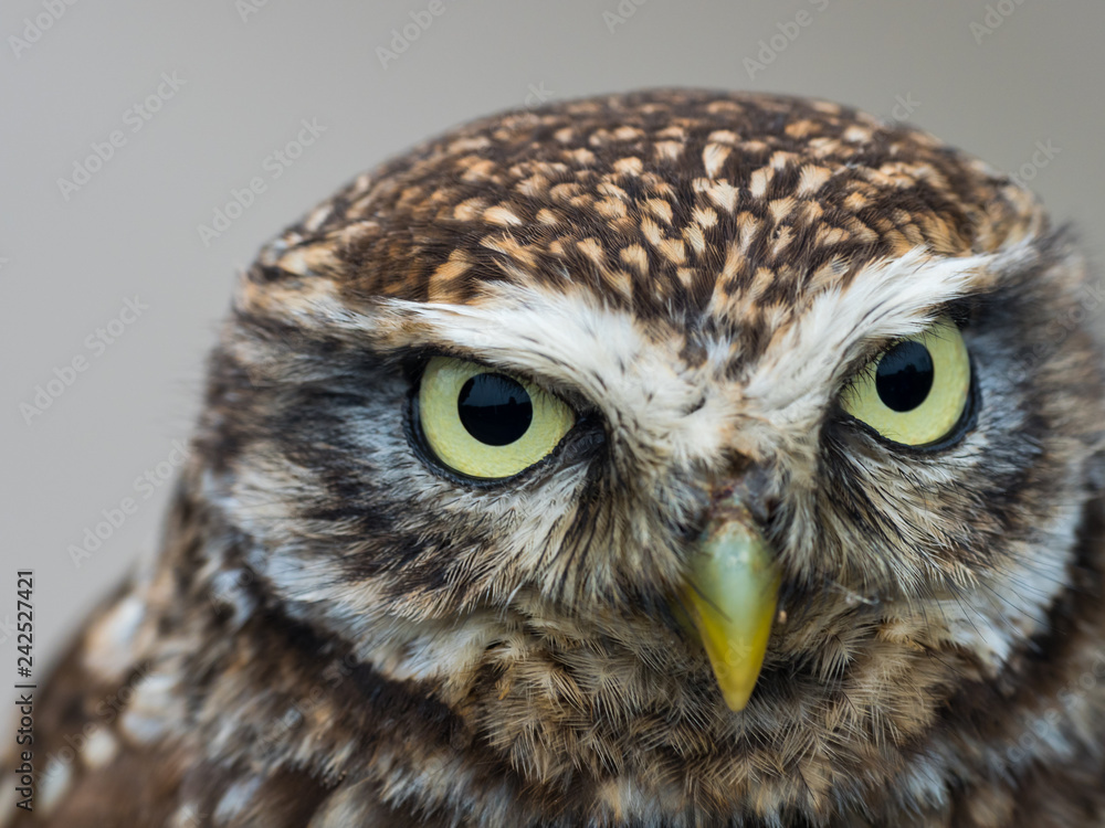 Obraz premium Little Owl ( Athene noctua ). Head close up.