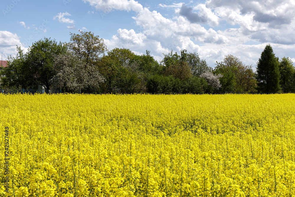 Blooming rapeseed on a plantation
