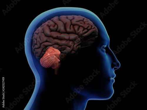 Profile of Man with Cerebellum Highlighted in Brain photo
