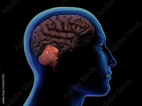 Profile of Man with Cerebellum Highlighted in Brain