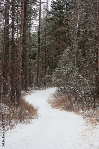 Winter Path