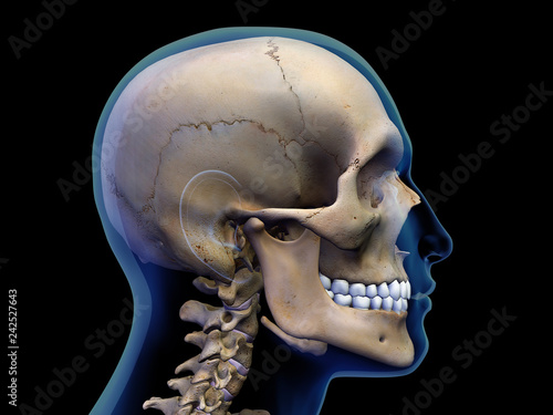Male X-ray Head with Skull in Profile on Black photo