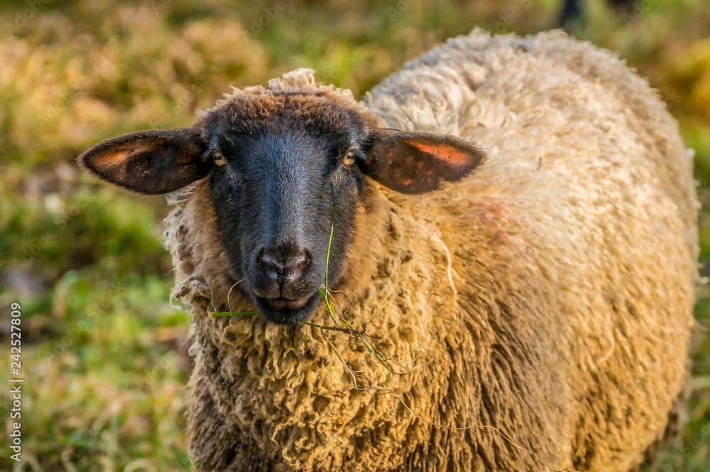 wooly sheep at green meadow season hill