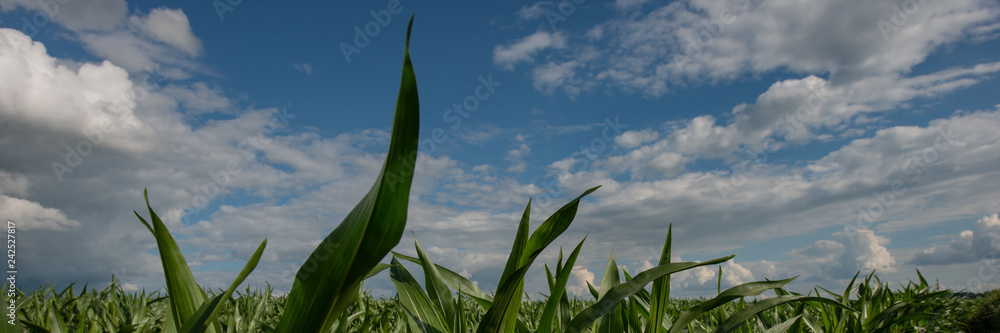 Obraz premium Corn field and sky with clouds, countryside, panorama. Web banner.