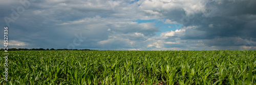 Corn field and sky with clouds  countryside  panorama. Web banner.