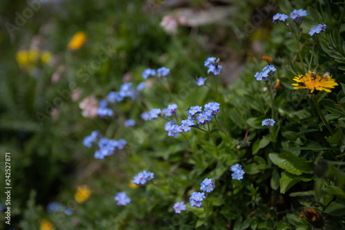 Photo of blue forget-me-not flowers