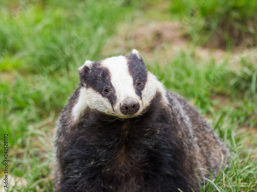 Badger (meles meles)