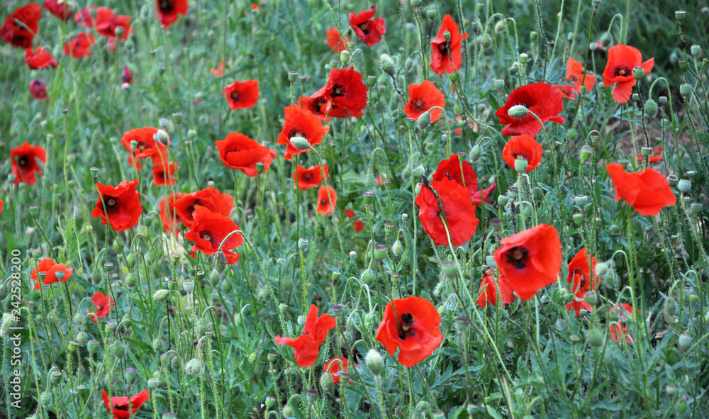 Fototapeta premium Red poppies field
