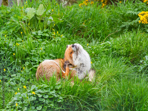 Red fox (Vulpes vulpes) photo