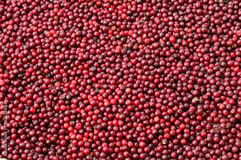 Red ripe cranberries Red ripe cranberries